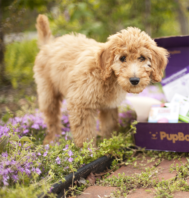 Crate & Housetraining