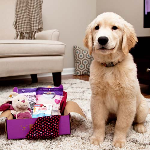 Puppy with Pupbox showing the products inside