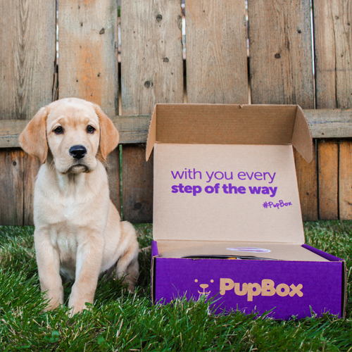 Small dog with Pupbox in front a fence