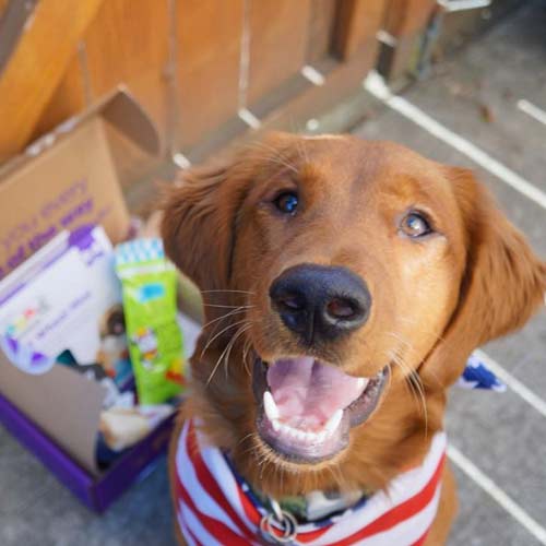 Dog using a bandana
