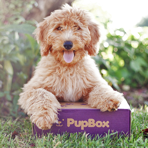 Dog with Pupbox in the grass